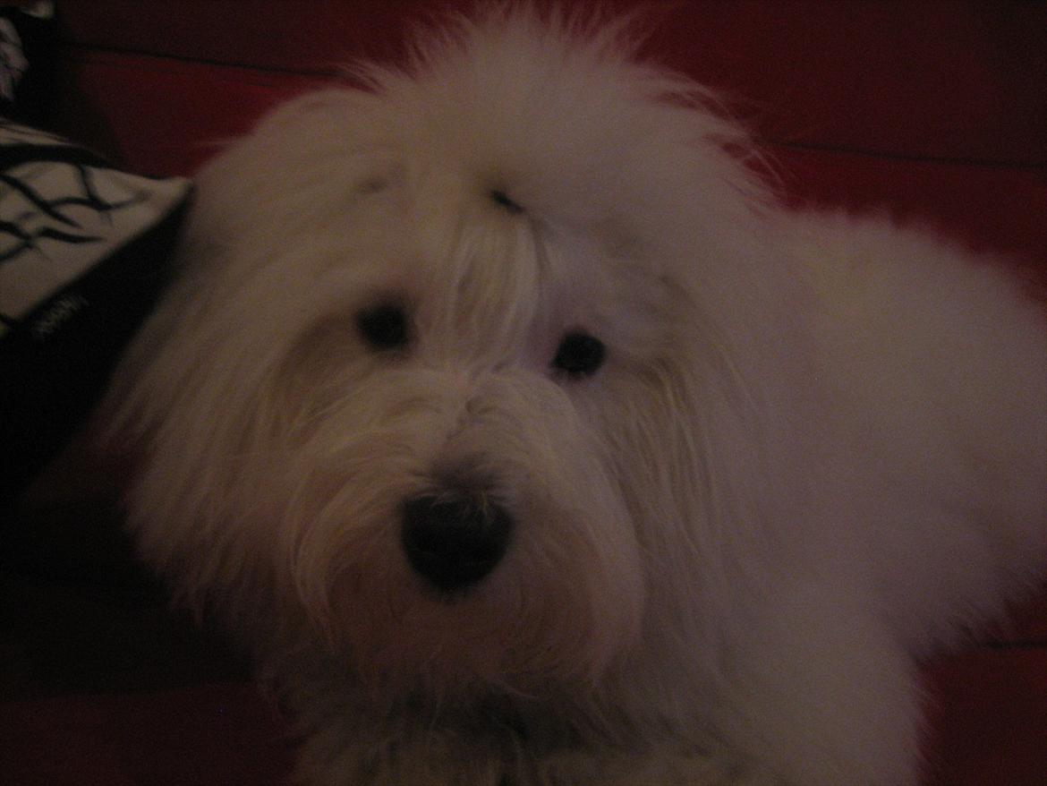 Coton de tulear Chico billede 17