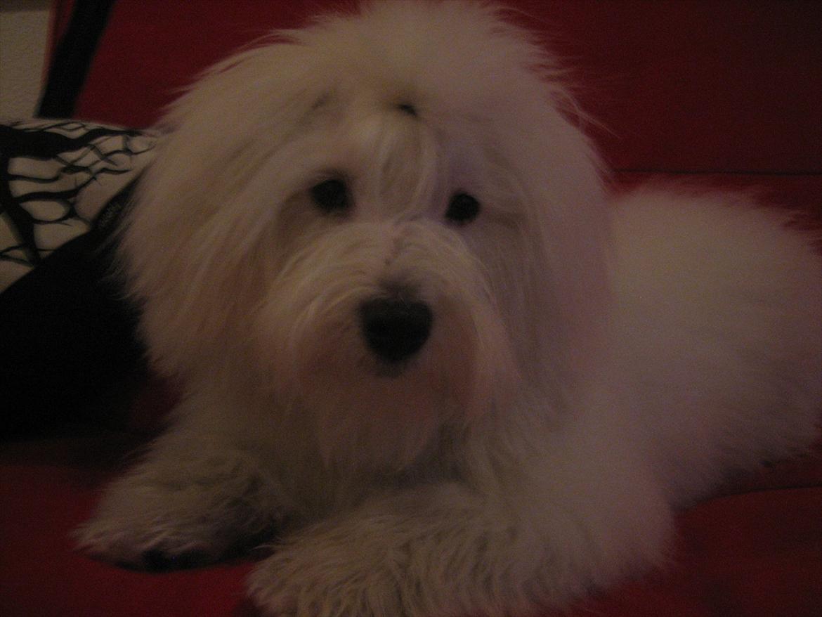 Coton de tulear Chico billede 18