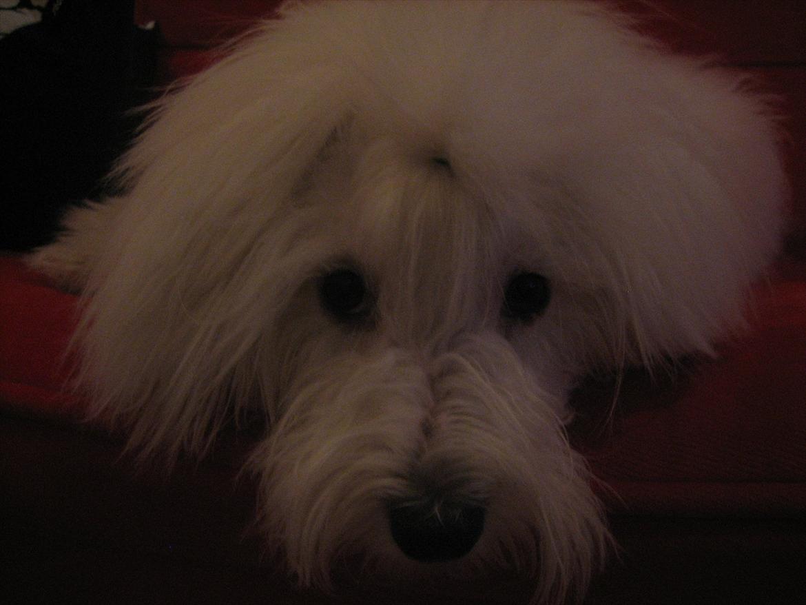 Coton de tulear Chico billede 19