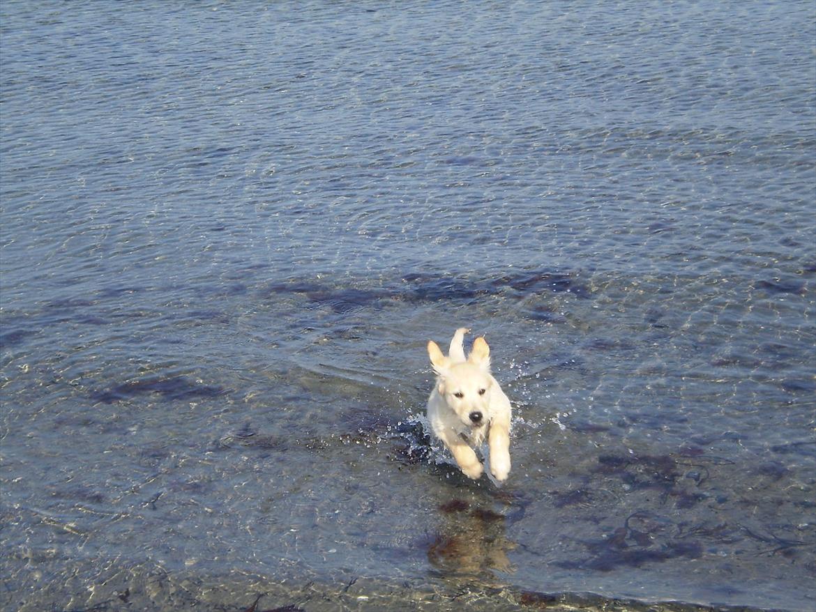 Golden retriever Jenna billede 13