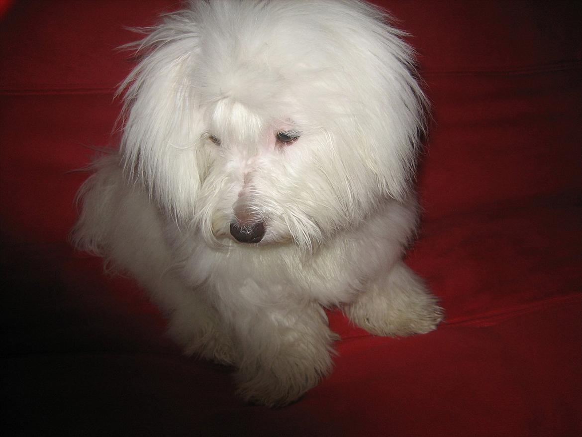 Coton de tulear Chico billede 20