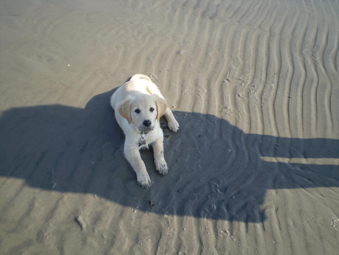 Golden retriever Jenna billede 14