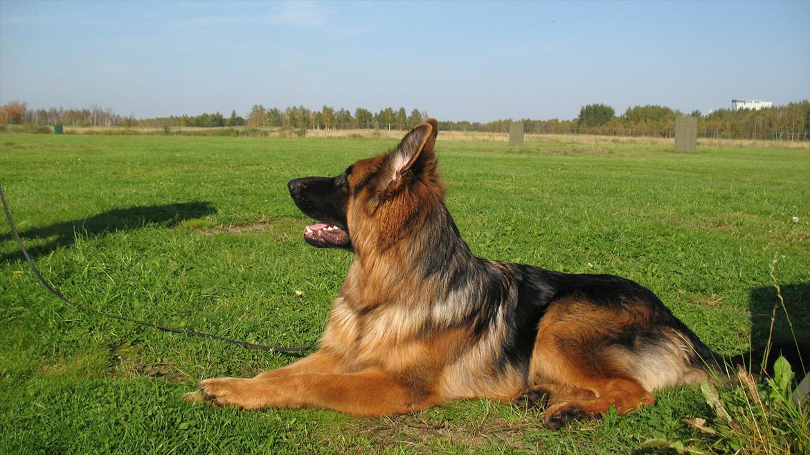 Schæferhund Akacias Quando - Der går ikke en dag, uden vi lovpriser den lækre orange farve, vores schæferdyr er blevet velsignet med. Han bliver bare mere lækker hver dag, synes vi ;)
Men han mangler stadig at lære at 'smile til fotografen'... billede 18