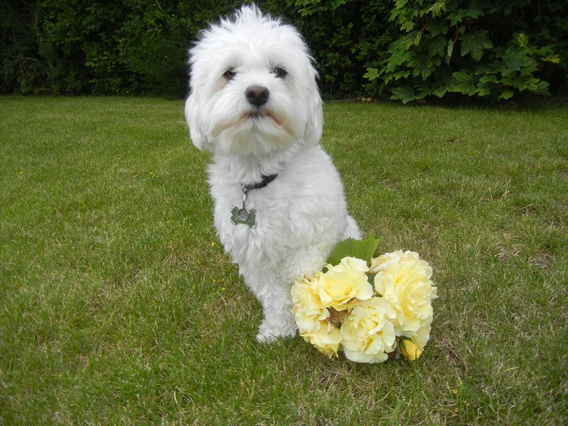 Coton de tulear Cooper - Hej og velkommen til Coopers profil :) billede 1