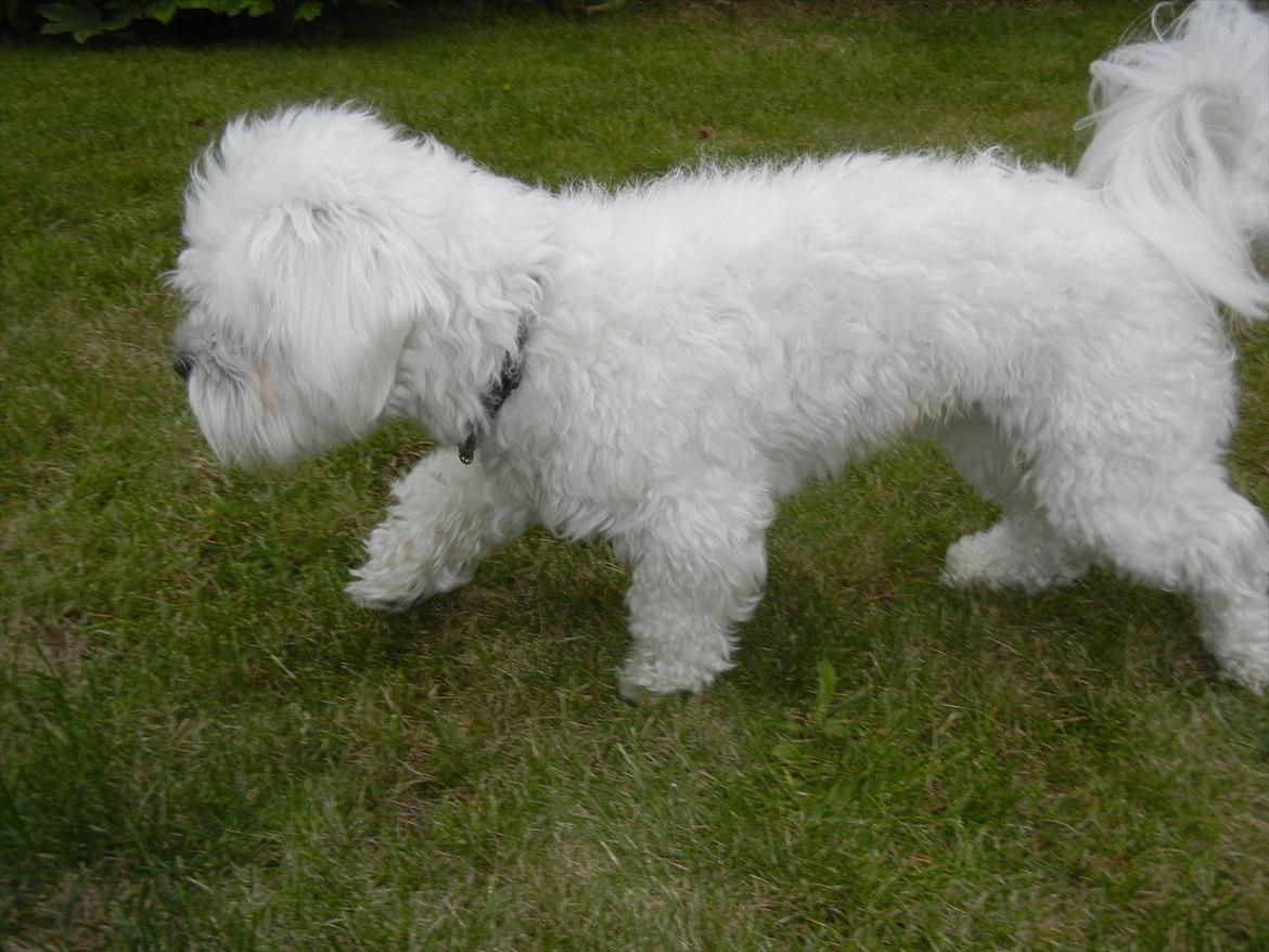 Coton de tulear Cooper - "Kom mor så går vi" billede 2