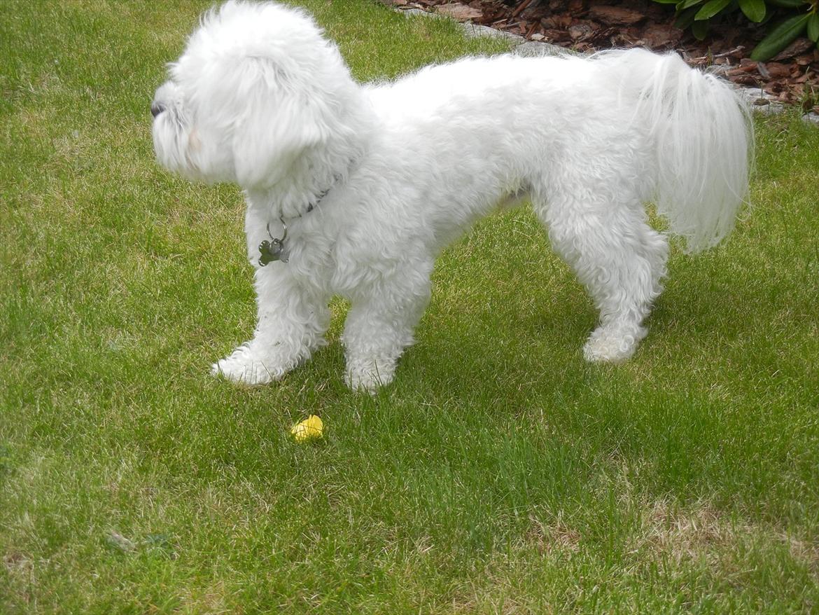 Coton de tulear Cooper - "What the fuck is that?" billede 3
