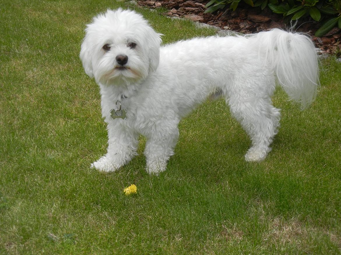 Coton de tulear Cooper - "Undskyld mit sprog mor!" billede 4