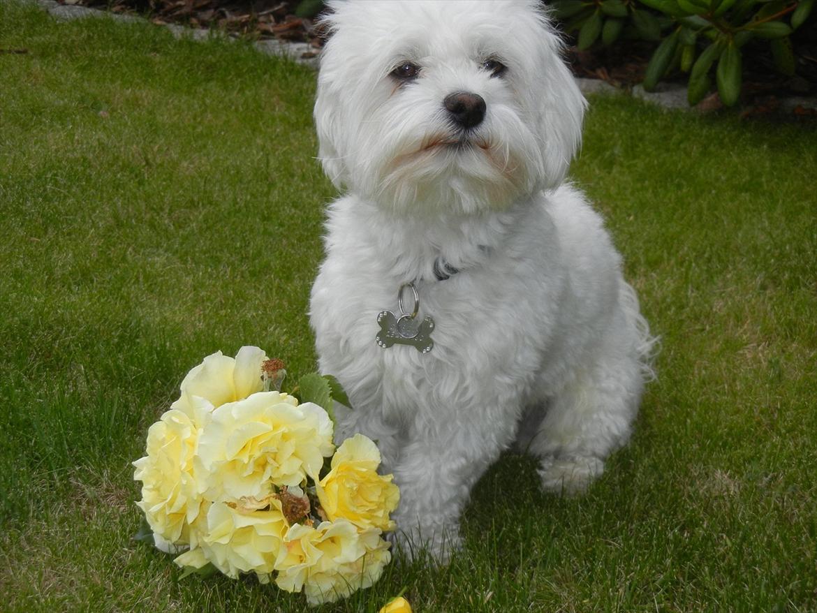 Coton de tulear Cooper - "Atju!!! Jeg kan ikke tåle blomster!" billede 5