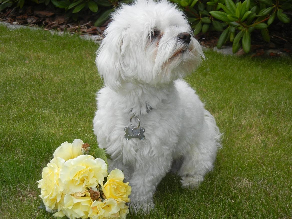 Coton de tulear Cooper - "Blah, Blah, Blah! TAL TIL POTEN!" billede 6