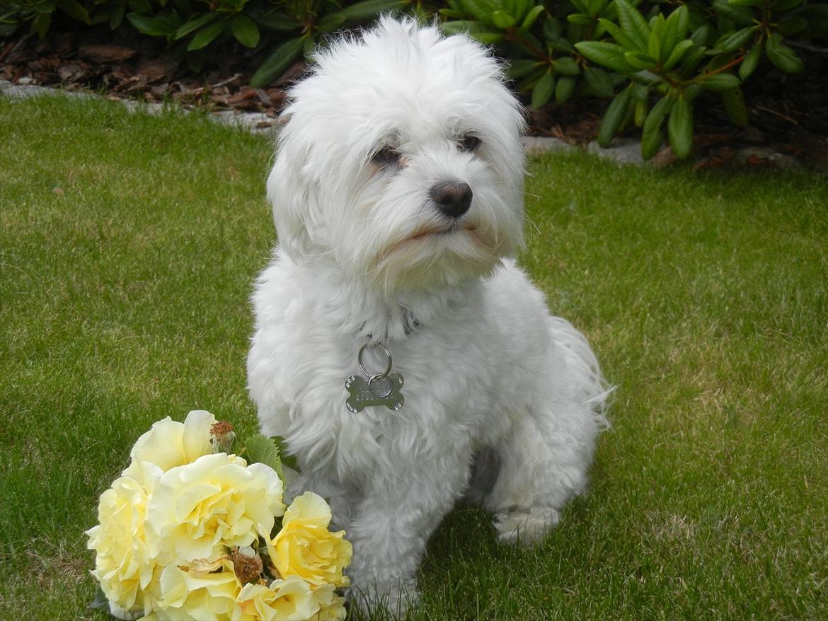 Coton de tulear Cooper - "STOP DOG MENESKE!" billede 7