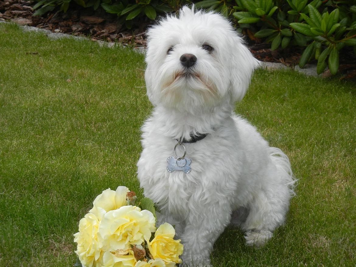 Coton de tulear Cooper - "Sagde du lige: Gå tur!?" billede 8