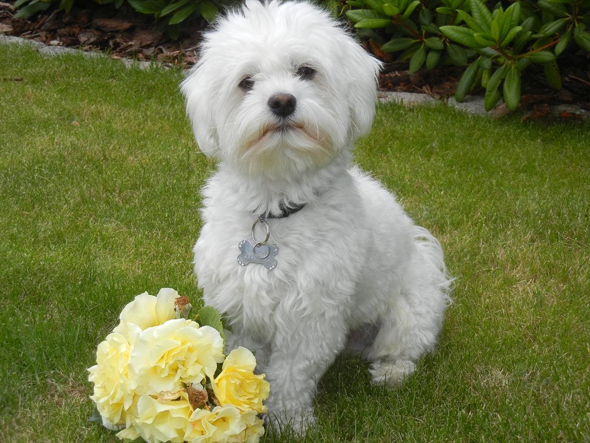 Coton de tulear Cooper - "Nu lytter jeg, okay!? Hvad vil du så gerne sige?" billede 9