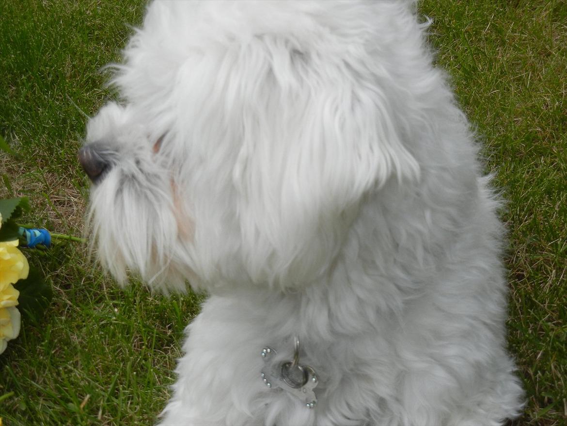 Coton de tulear Cooper - "Nu gider jeg ikke mere!" billede 10
