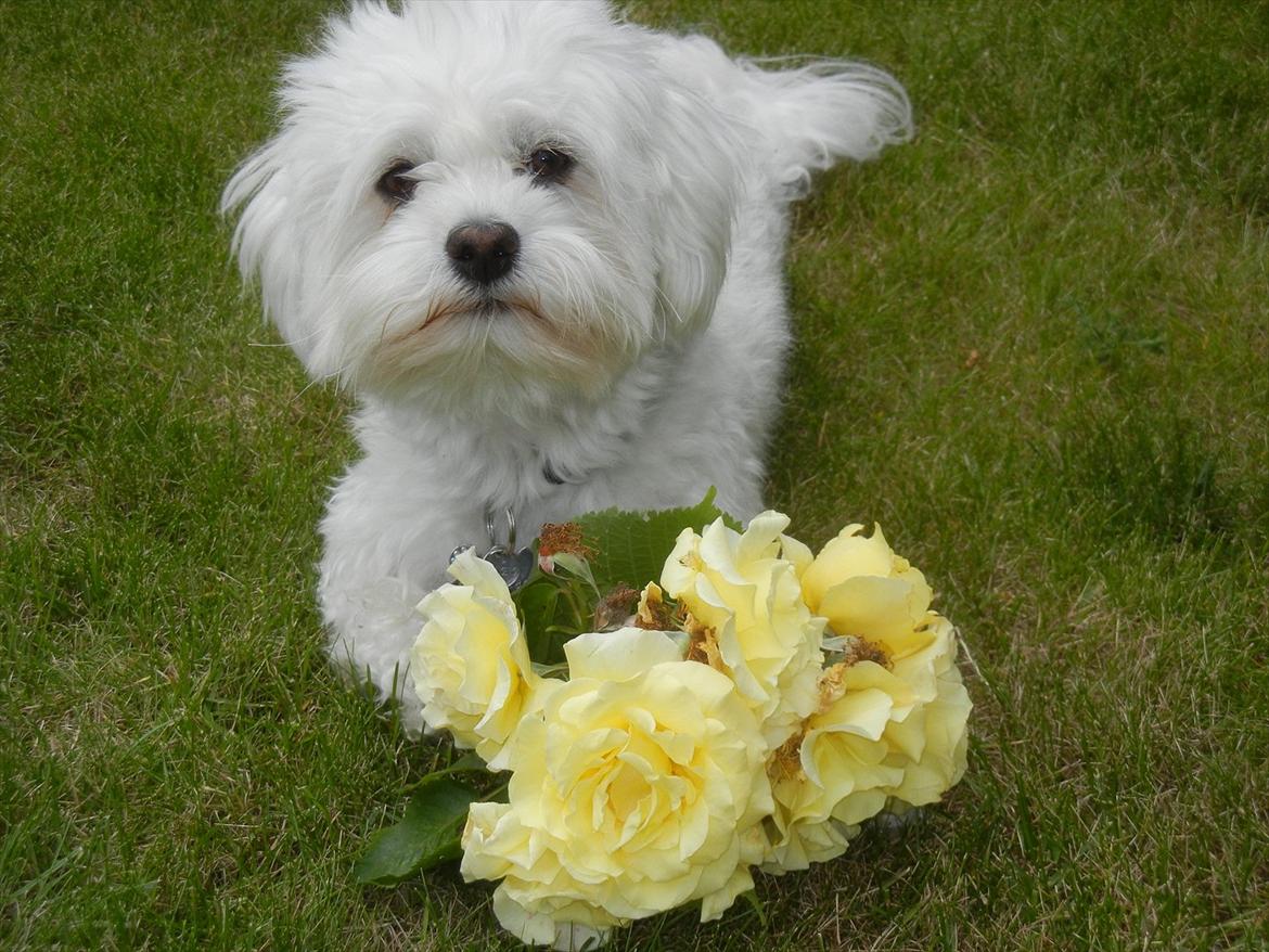 Coton de tulear Cooper - "GODNAT MOR!!!"

Tak for kigget<3 billede 11