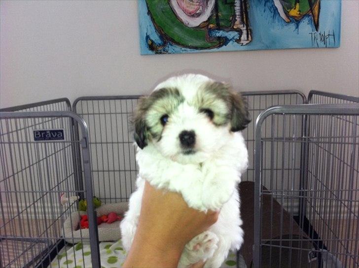 Coton de tulear Sille billede 16