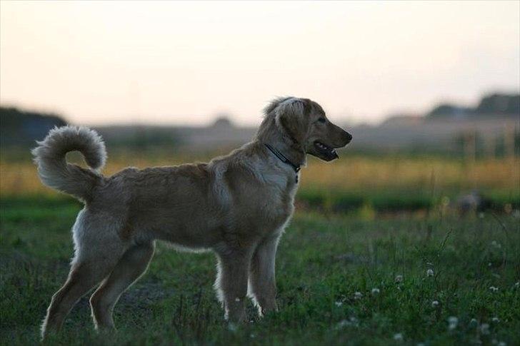 Hovawart Nøruphus' Kashmir - Kashmir - 6 måneder billede 3