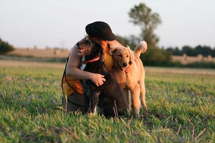 Hovawart Nøruphus' Kashmir billede 4