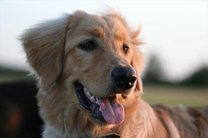 Hovawart Nøruphus' Kashmir - Kashmir - 6 måneder billede 5