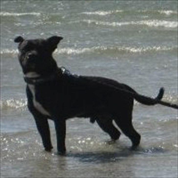 Staffordshire bull terrier Obelix billede 3