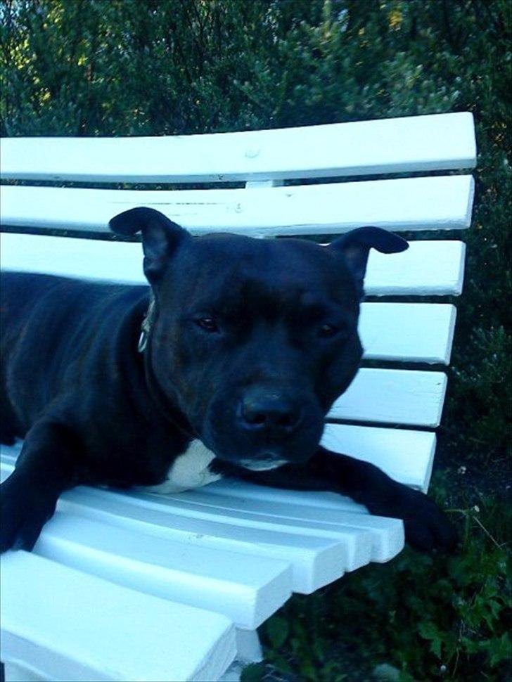 Staffordshire bull terrier Obelix billede 4