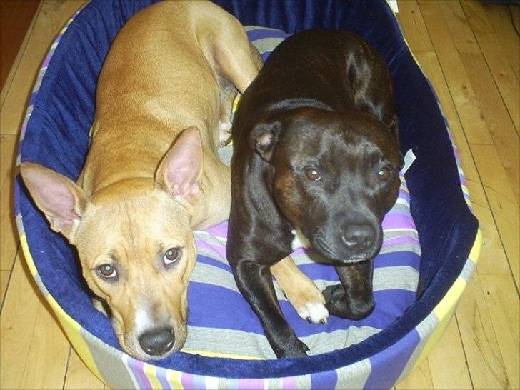 Staffordshire bull terrier Obelix billede 5