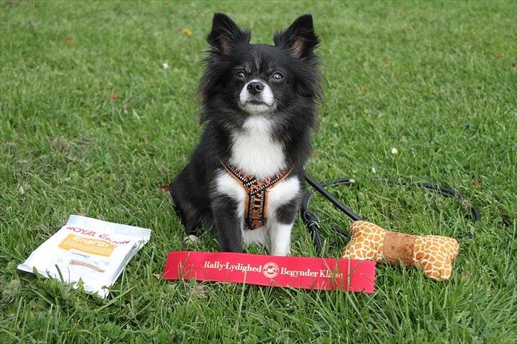 Blanding af racer Zita Chi/Papillon (RBM) - Dygtig Rally Hund billede 7