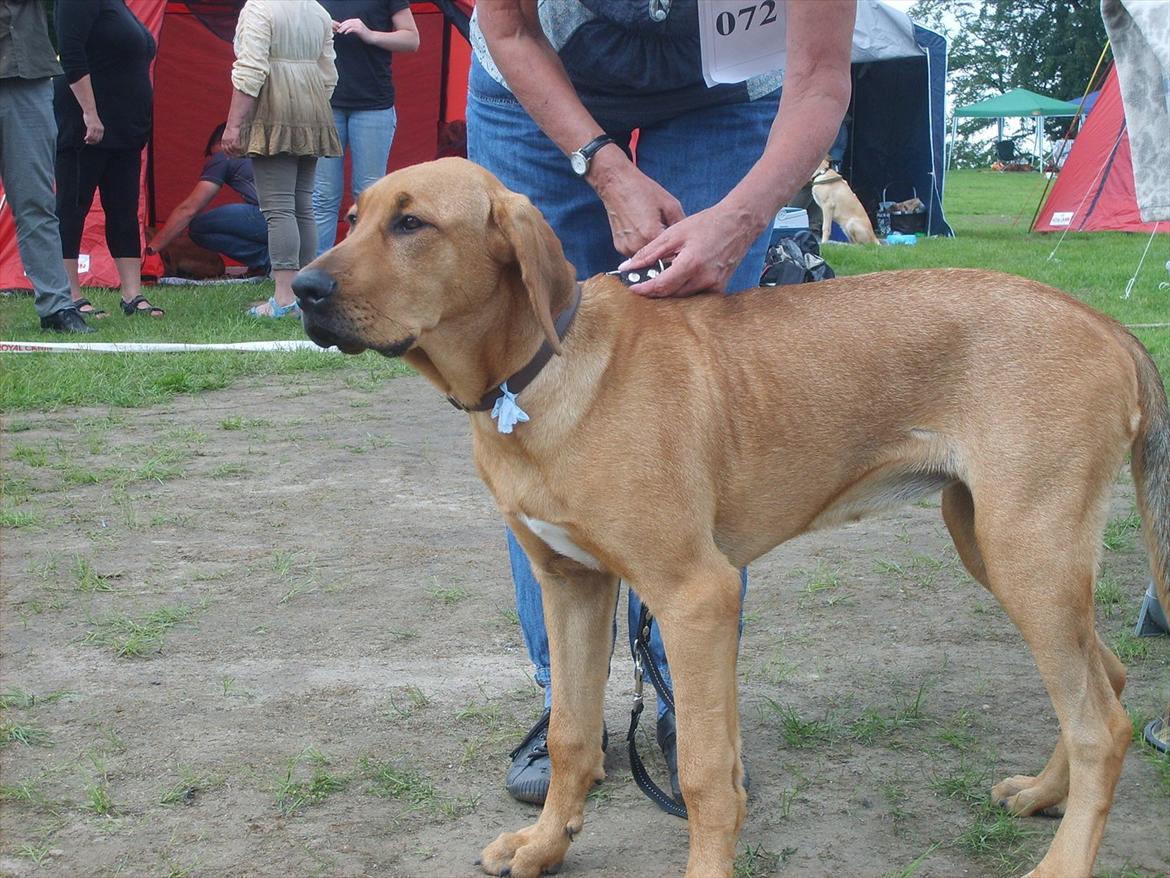 Broholmer Wspomnienie Darmy FRIDA - FRIDA 5 mdr. til Broholmerskue.  billede 2