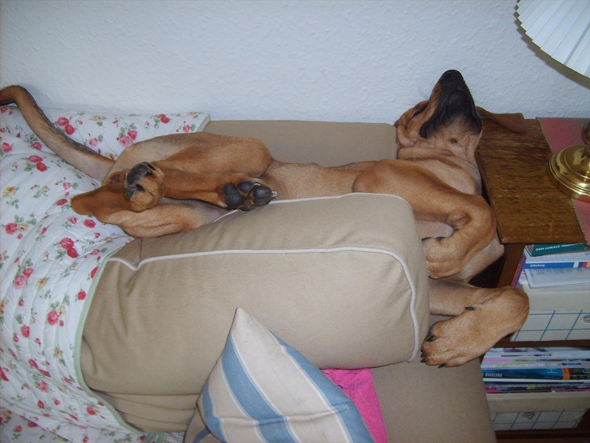 Broholmer Wspomnienie Darmy FRIDA - Hvad gør en lille hund, når den bedste plads i sofaen er optaget...?? billede 3