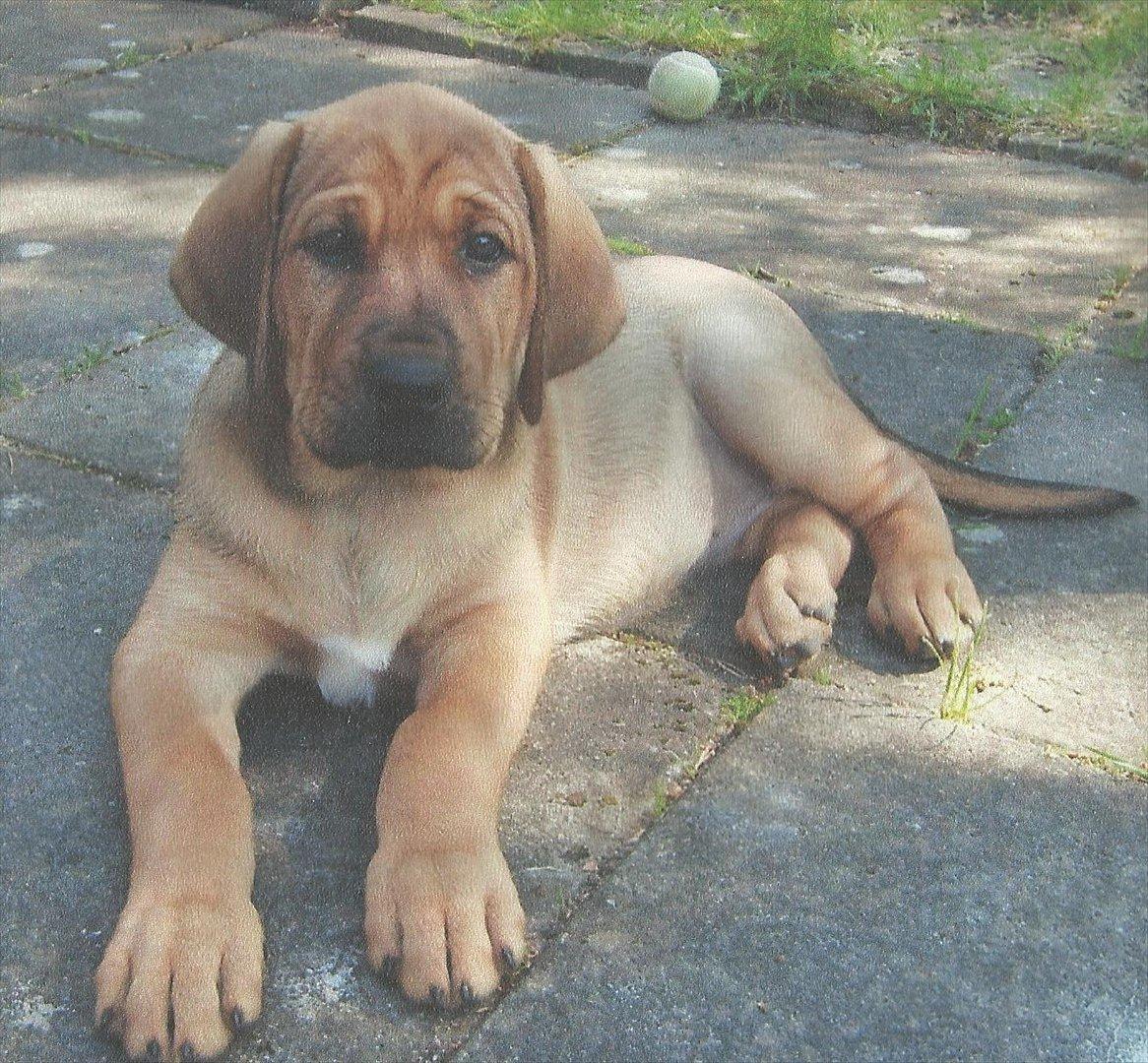 Broholmer Wspomnienie Darmy FRIDA - Frida 8 uger, den største og dejligste hvalp i kuldet! billede 1