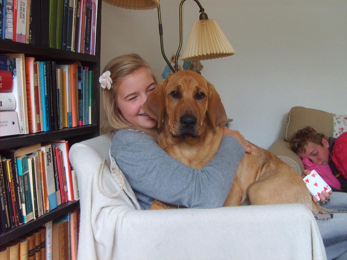 Broholmer Wspomnienie Darmy FRIDA billede 4