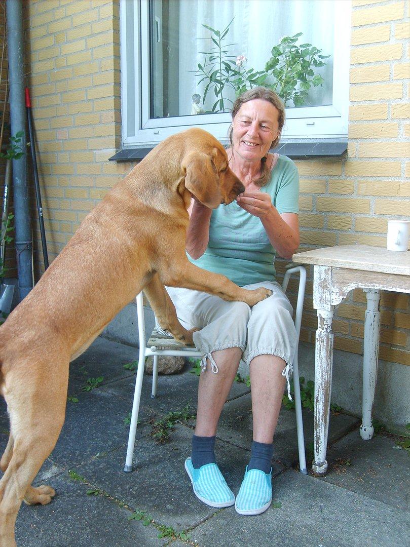 Broholmer Wspomnienie Darmy FRIDA - Har du noget godt til mig? Frida 4 mdr. billede 5