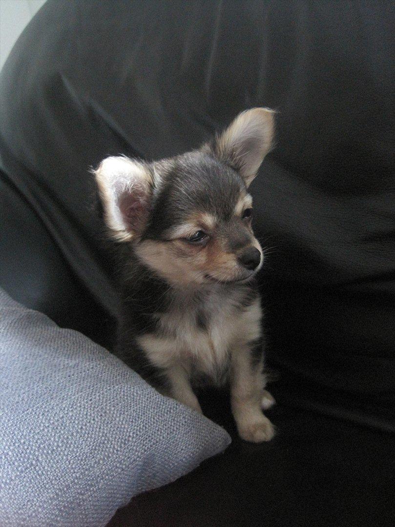 Chihuahua Silke billede 1