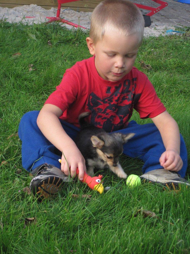 Chihuahua Silke billede 2