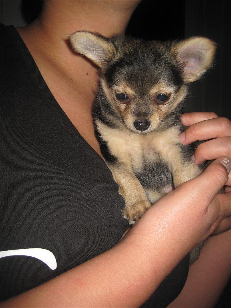 Chihuahua Silke billede 3