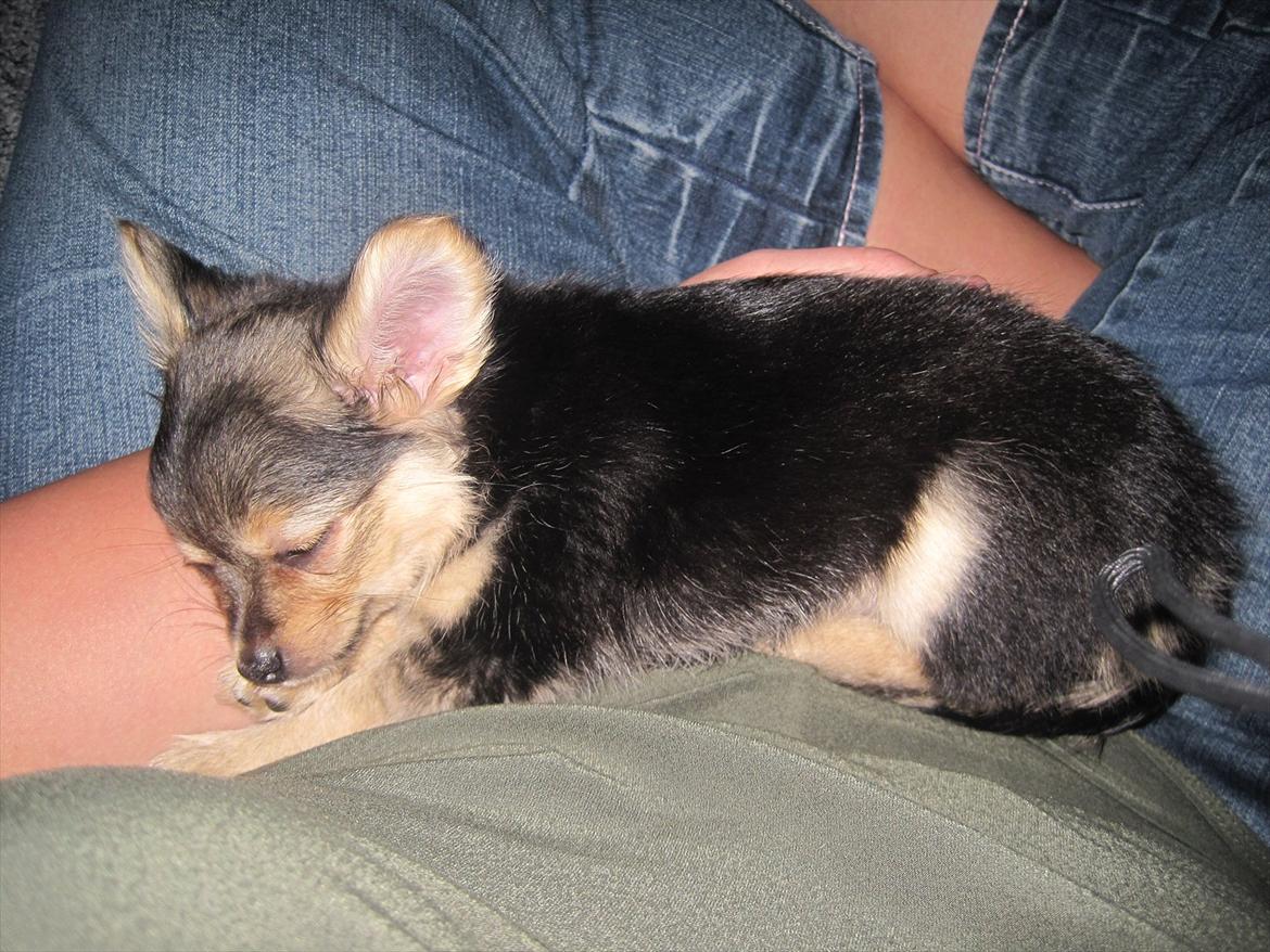 Chihuahua Silke billede 4