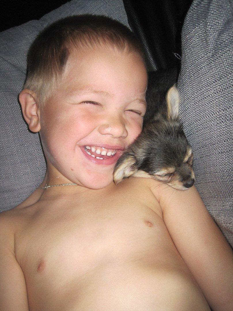 Chihuahua Silke billede 6