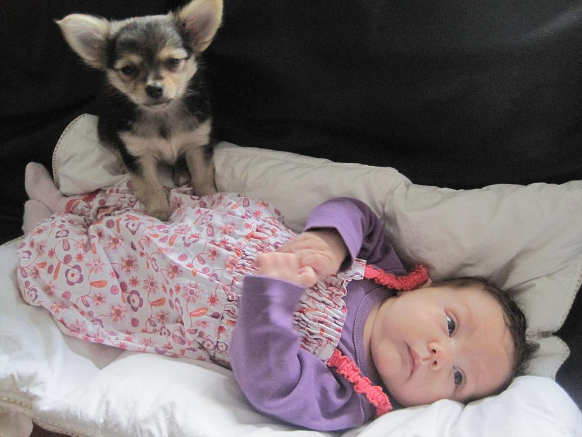 Chihuahua Silke billede 7