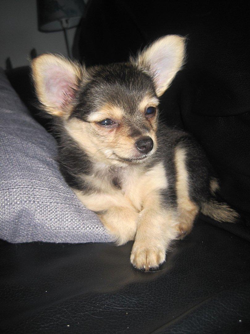 Chihuahua Silke billede 8