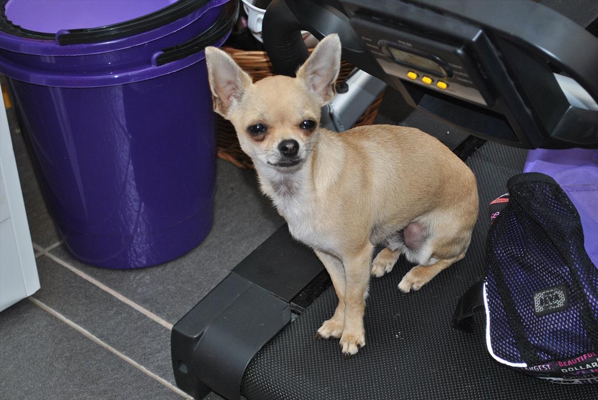 Chihuahua Joey billede 6