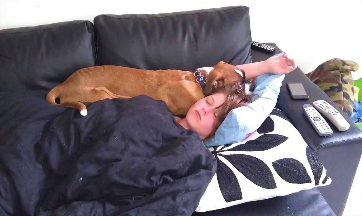 Boxer Zeus billede 10