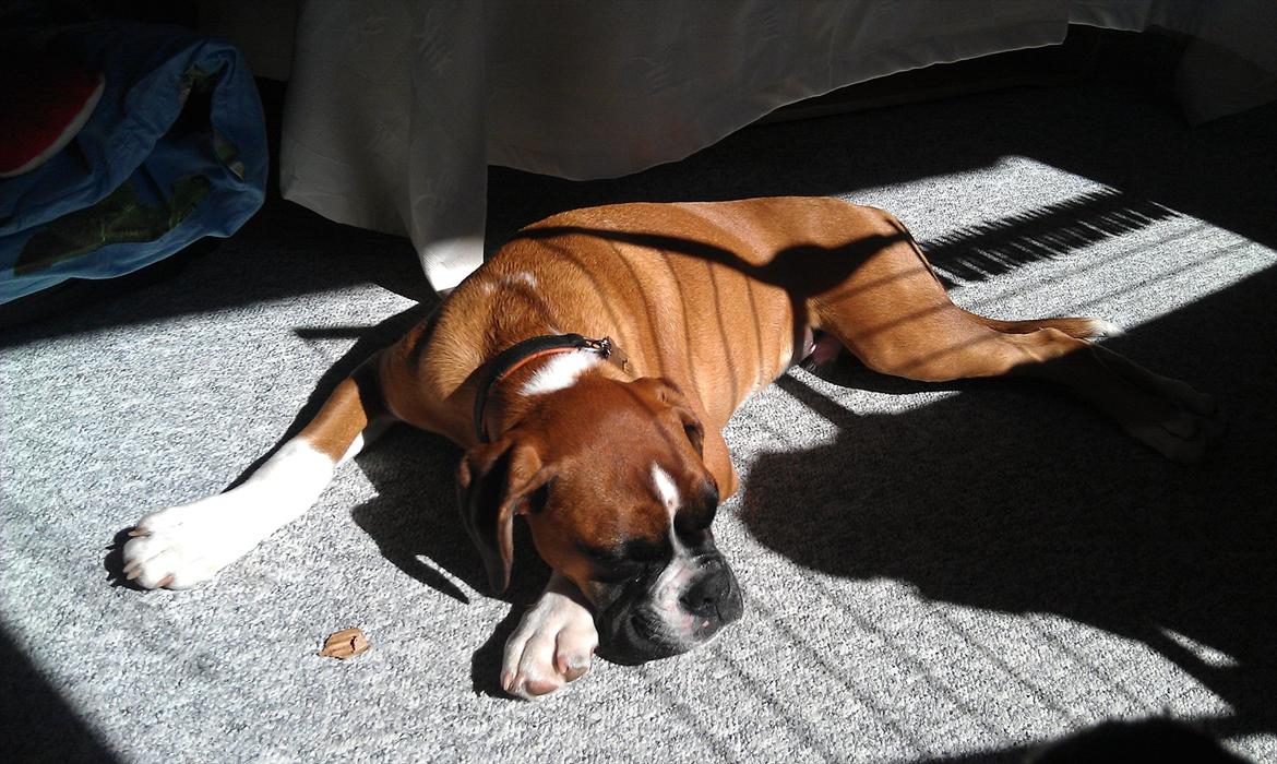 Boxer Zeus billede 11