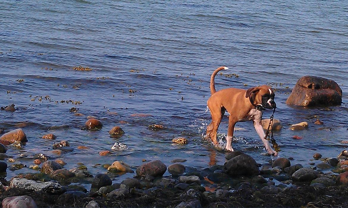 Boxer Zeus billede 12