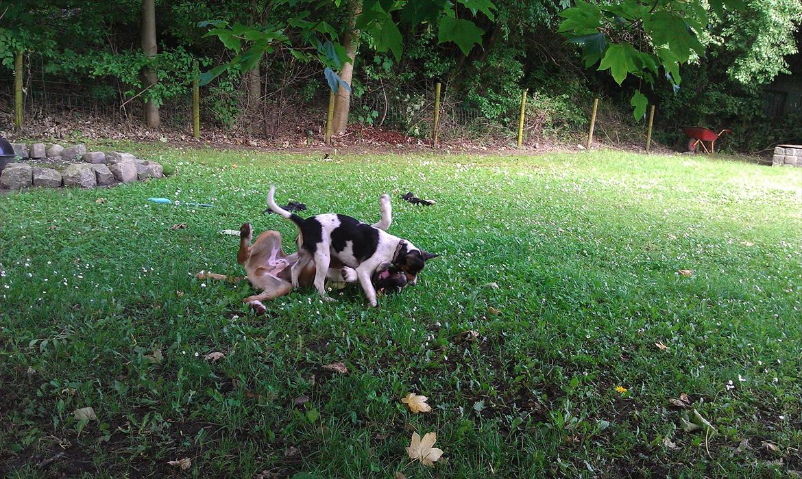 Boxer Zeus billede 13