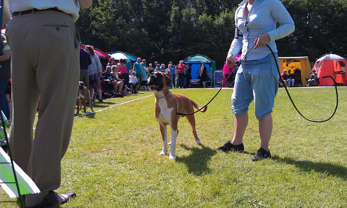 Boxer Zeus billede 14