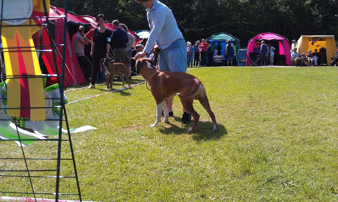 Boxer Zeus billede 15