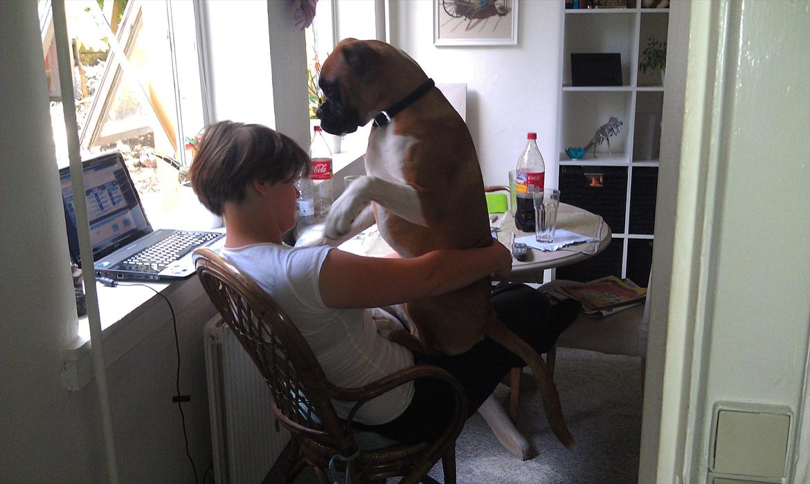 Boxer Zeus billede 16