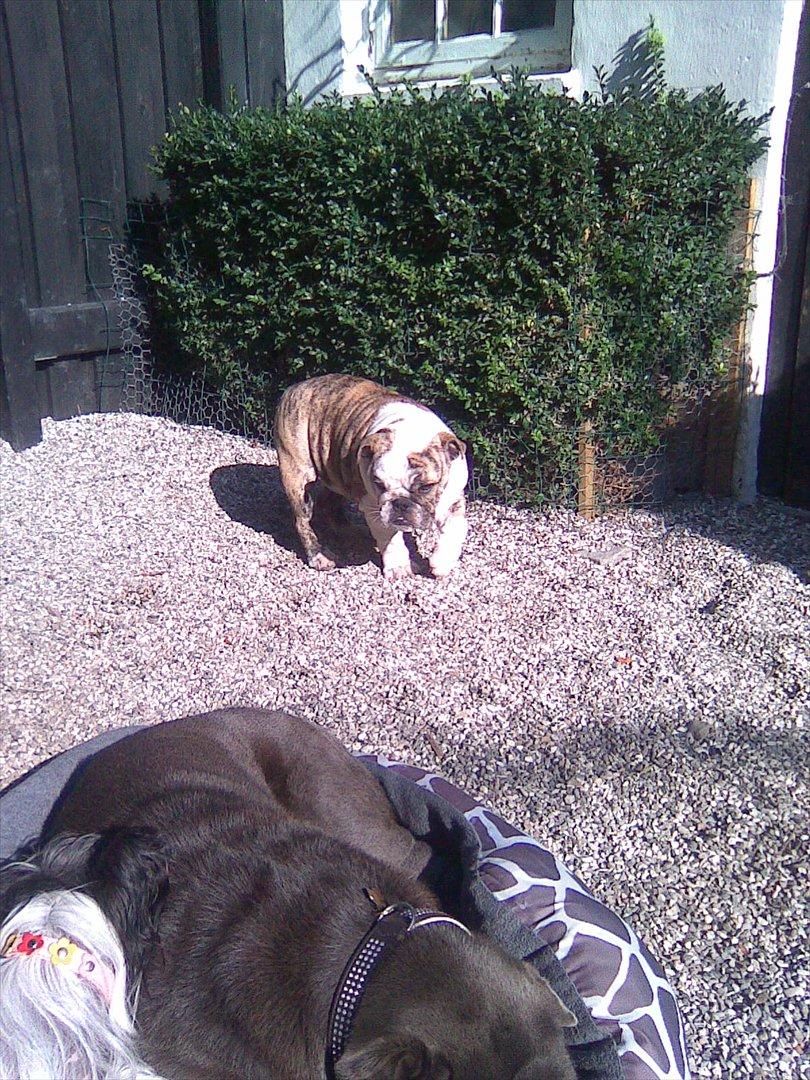 Engelsk bulldog Nifi billede 14