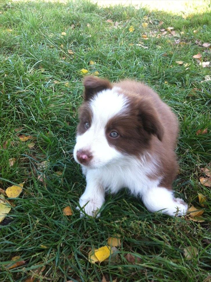 Border collie Asti billede 1