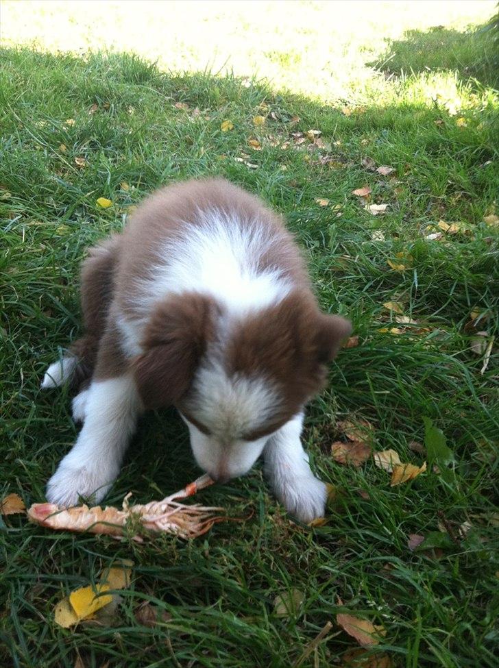 Border collie Asti billede 2