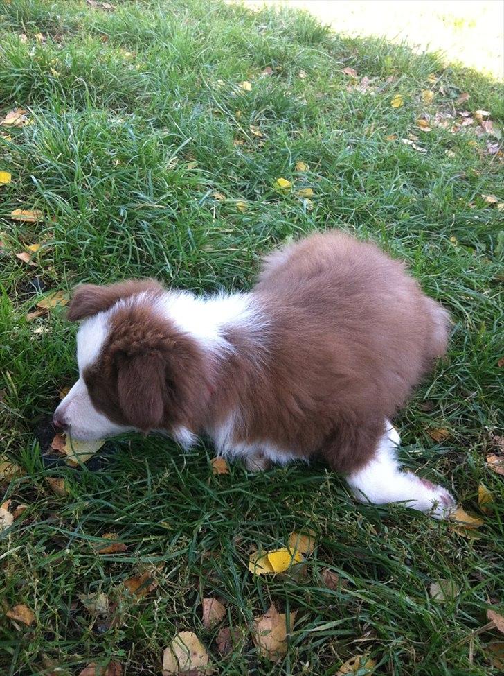 Border collie Asti billede 3